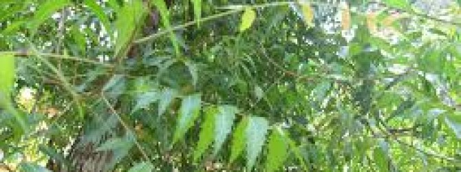 Neem tree essay