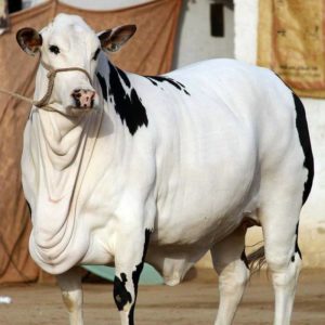 Qurbani Cow Pics in Pakistan - Eid ul Adha Cow Pictures 