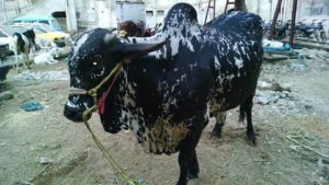 Qurbani Cow Pics in Pakistan - Eid ul Adha Cow Pictures 