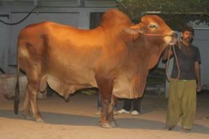 Qurbani Bull Pics 2017 - Qurbani Ox Pictures for Eid ul 