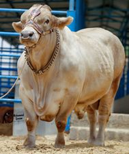 Qurbani Bull Pics 2017 - Qurbani Ox Pictures for Eid ul 