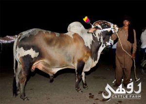 Qurbani Bull Pics 2017 - Qurbani Ox Pictures for Eid ul 