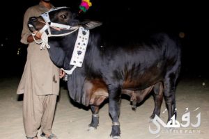 Qurbani Bull Pics 2017 - Qurbani Ox Pictures for Eid ul 