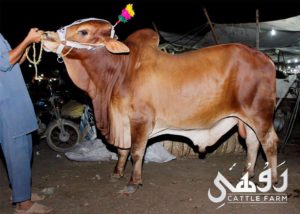 Qurbani Bull Pics 2017 - Qurbani Ox Pictures for Eid ul 
