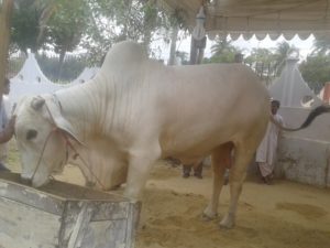 Qurbani Cow Pics in Pakistan - Eid ul Adha Cow Pictures 