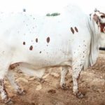 wonderful cow pic