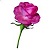 PML Functional Election Symbol